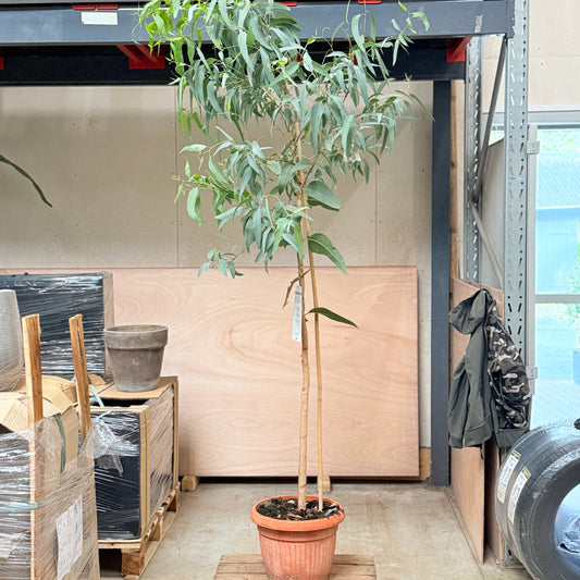 Eucalyptus camaldulensis (Rød Eukalyptus) – 200 cm høj