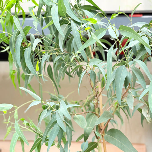Eucalyptus camaldulensis (Rød Eukalyptus) – 200 cm høj