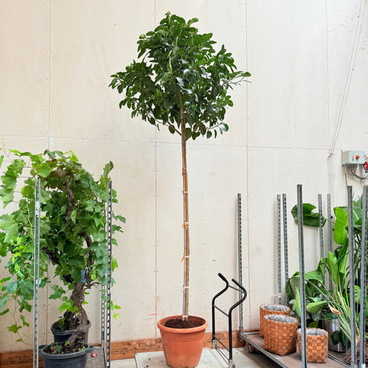 Ficus australis – 350 cm høj