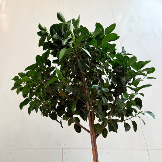 Ficus australis – 350 cm høj