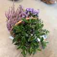 Indlæs billede i gallerivisning, Efterårskurv med Hedelyng, Asters, Hebe og grønne planter – Unik blandingskurv
