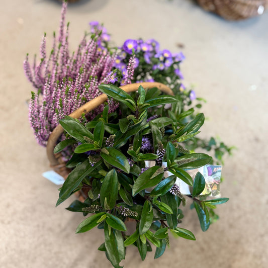 Efterårskurv med Hedelyng, Asters, Hebe og grønne planter – Unik blandingskurv