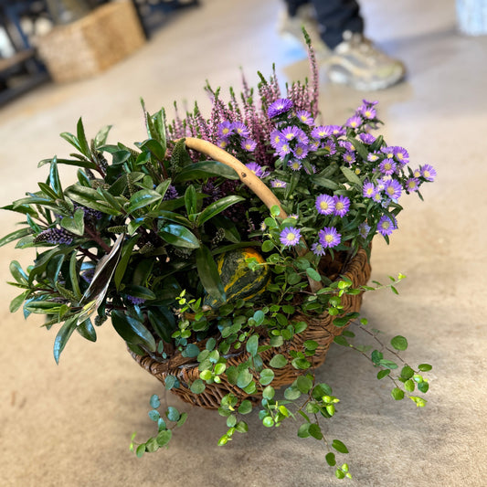 Efterårskurv med Hedelyng, Asters, Hebe og grønne planter – Unik blandingskurv