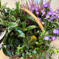 Indlæs billede i gallerivisning, Efterårskurv med Hedelyng, Asters, Hebe og grønne planter – Unik blandingskurv
