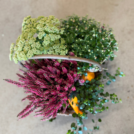 Efterårskurv med Calluna, Chrysanthemum, Sedum og pyntegræskar – Unik blandingskurv