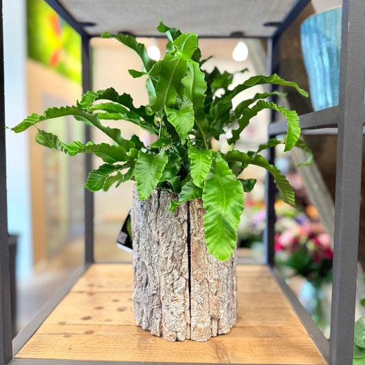 Hjortetunge-bregne (Asplenium scolopendrium) i dekorativ barkkrukke – Unik stueplante
