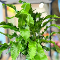Indlæs billede i gallerivisning, Hjortetunge-bregne (Asplenium scolopendrium) i dekorativ barkkrukke – Unik stueplante
