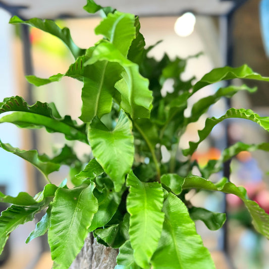 Hjortetunge-bregne (Asplenium scolopendrium) i dekorativ barkkrukke – Unik stueplante