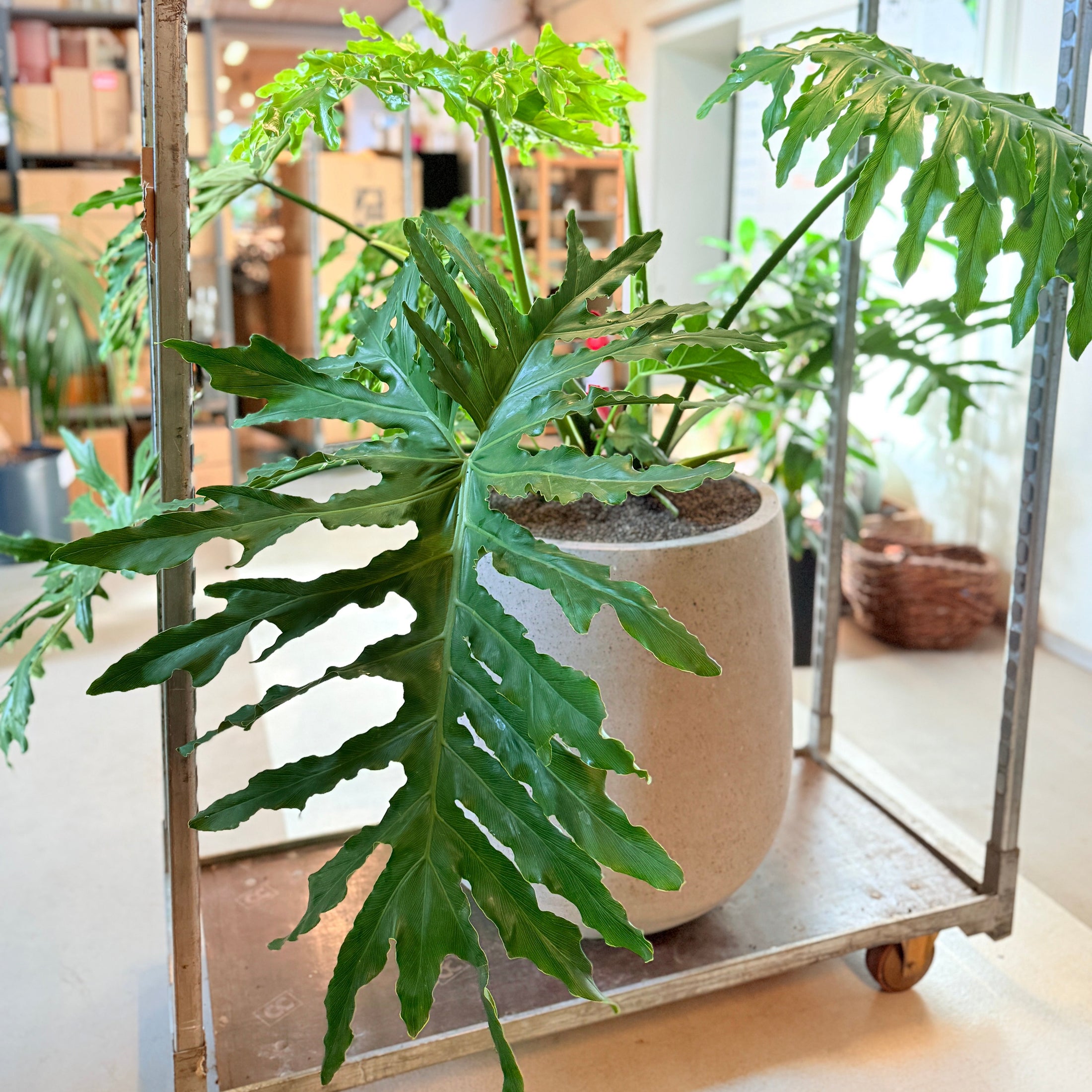 Philodendron Selloum i cementkrukke – 140 cm høj, stor og frodig