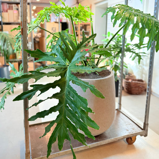 Philodendron Selloum i cementkrukke – 140 cm høj, stor og frodig