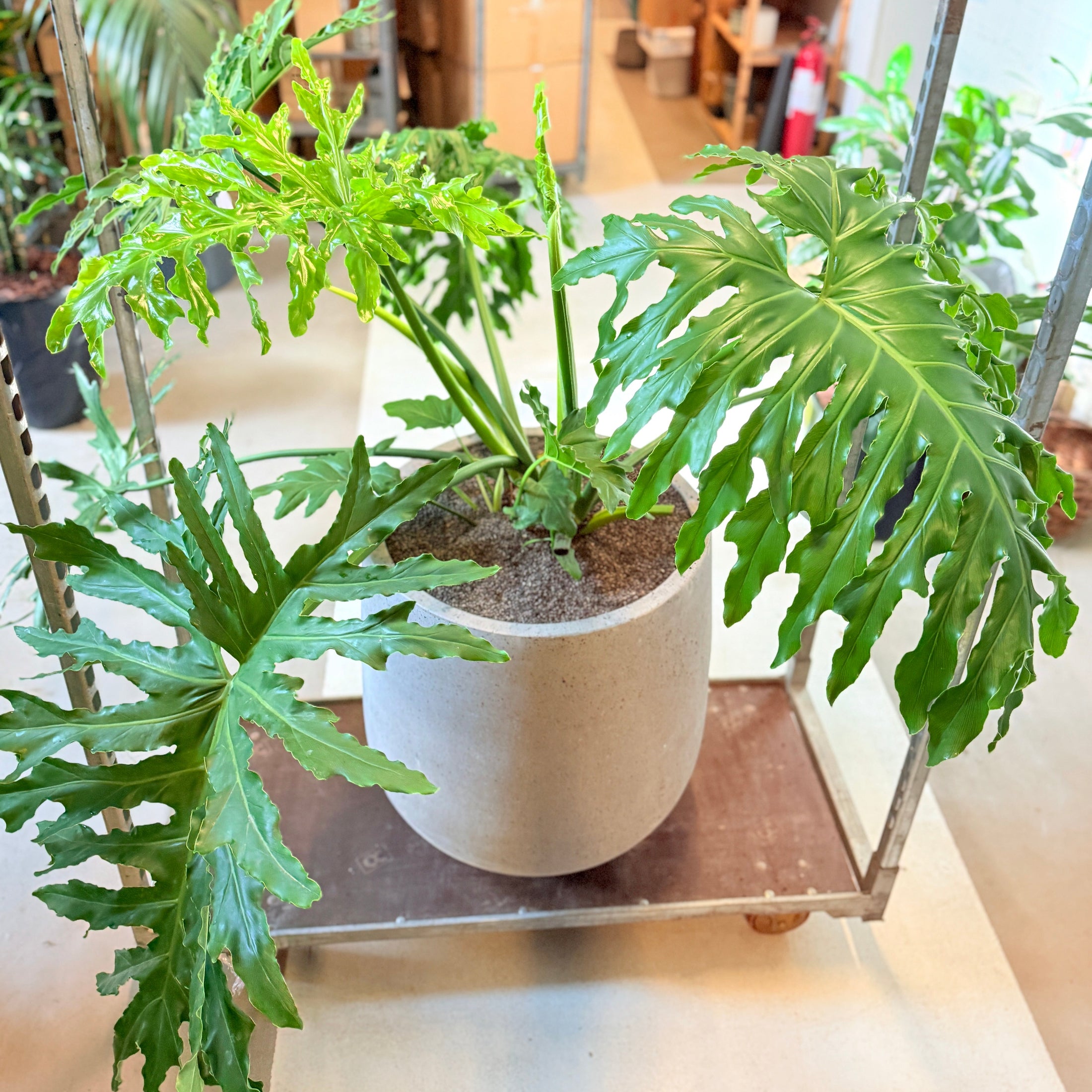 Philodendron Selloum i cementkrukke – 140 cm høj, stor og frodig