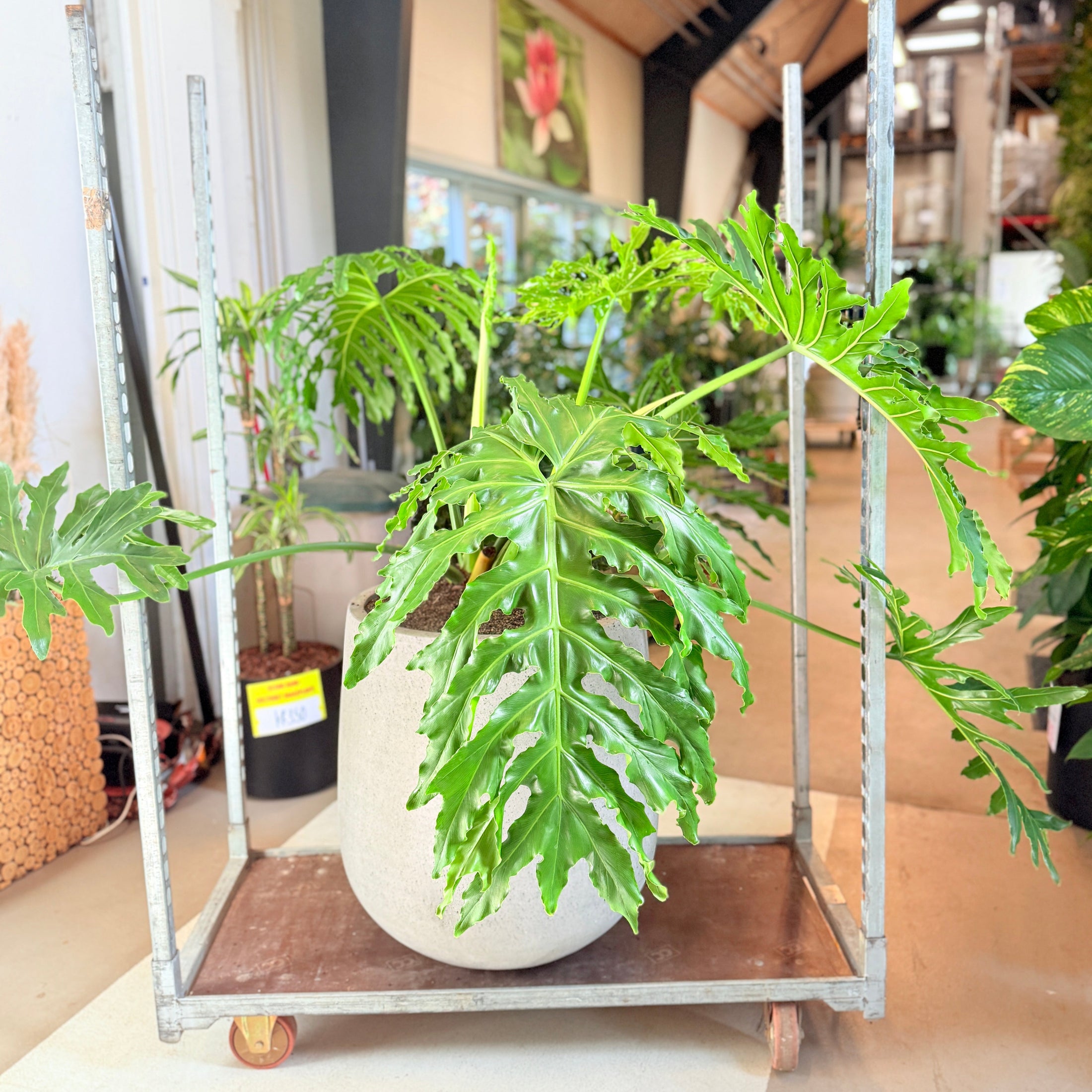 Philodendron Selloum i cementkrukke – 140 cm høj, stor og frodig