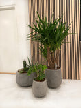 Indlæs billede i gallerivisning, COAL krukke Ø50 x H32 cm – lav og bred betonkrukke i rustik grå med nistret overflade, perfekt til moderne indendørs og udendørs beplantning.
