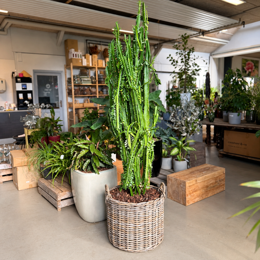 Second Hand Afrikansk Mælketræ – Euphorbia trigona ca. 210 cm | Genbrugsplante