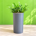 Indlæs billede i gallerivisning, Second Hand Kængurubregne – Microsorum diversifolium ca. 100 cm i letvægtskrukke | Genbrugsplante
