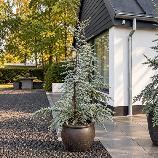 Second Hand Ceder – Cedrus ca. 200 cm | Genbrugsplante
