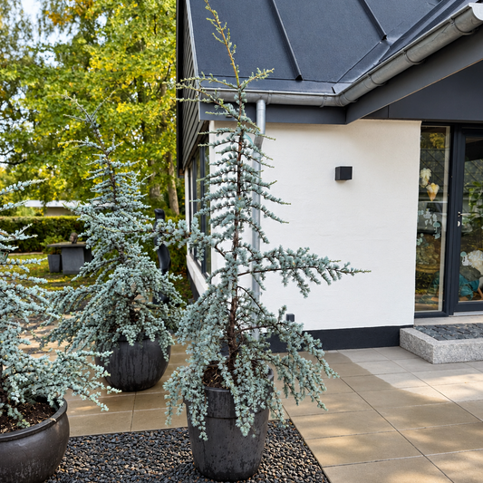 Second Hand Ceder – Cedrus ca. 190 cm | Genbrugsplante