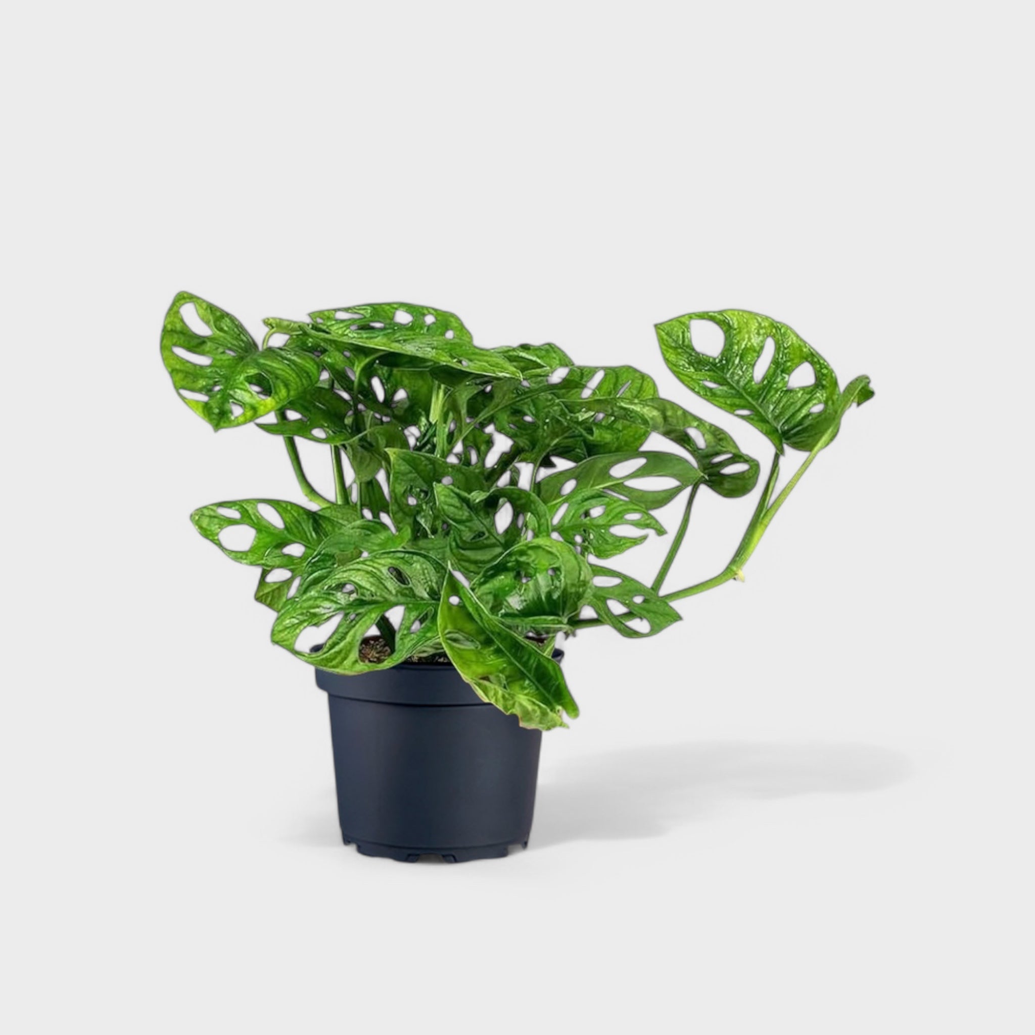 Monstera adansonii 12 cm potte