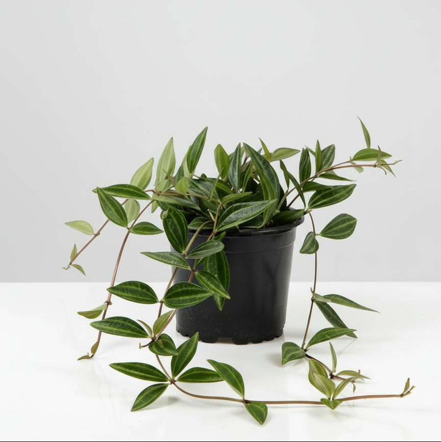 Peperomia (Peperomia angulata ‘Verde’) i plastpotte – 10 cm, 35 cm udhæng