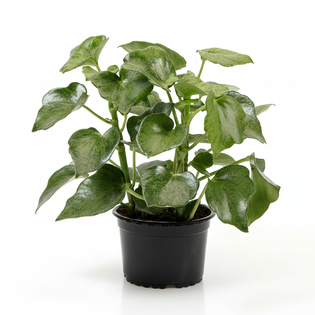 Peperomia (Peperomia polybotrya ‘Helene’) i plastpotte – Ø11 cm, 24 cm høj