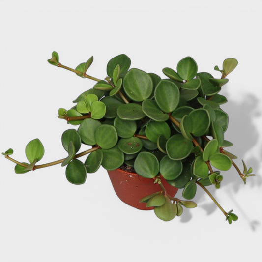 Peperomia Hope i Ø11-12 cm potte - Elegant hængeplante med sukkulentagtige blade.
