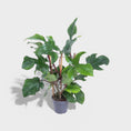 Indlæs billede i gallerivisning, Philodendron squamiferum i Ø13 cm potte, en sjælden klatreplante med store, fligede blade og karakteristiske rødlige, hårede stængler.

