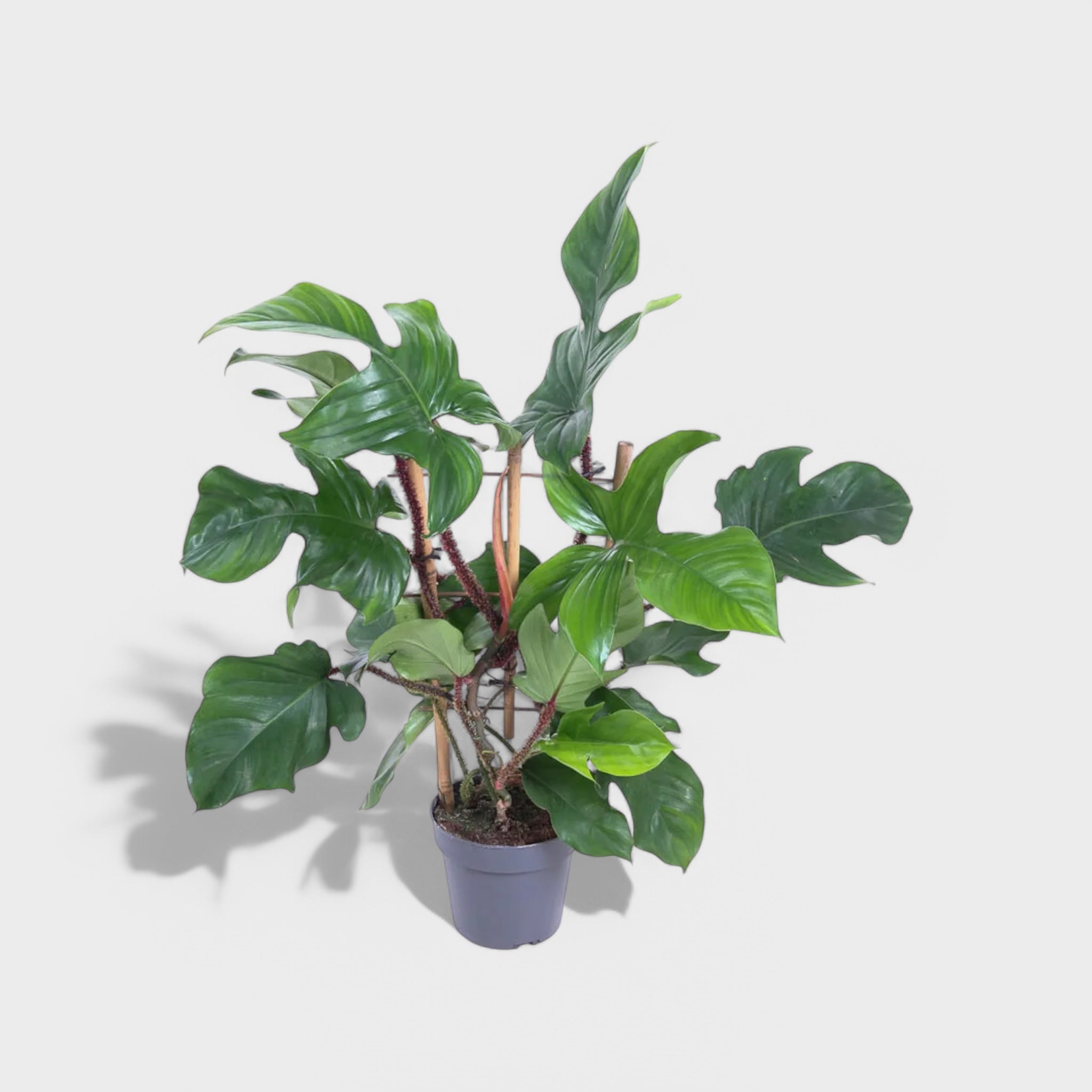 Philodendron squamiferum i Ø13 cm potte, en sjælden klatreplante med store, fligede blade og karakteristiske rødlige, hårede stængler.
