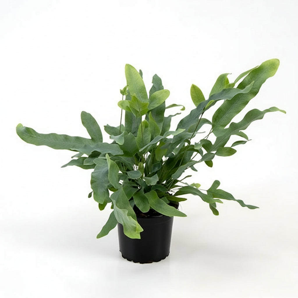 Phlebodium aureum ‘Blue Star’ i plastpotte – 30 cm høj, Ø10