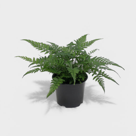 Kompakt Polystichum tsus-simense (Korean Rock Fern) i 11 cm potte med mørkegrønne, lancetformede blade – dekorativ indendørs bregne fra DECOPLANT