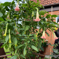 Indlæs billede i gallerivisning, Engletrompet (Datura) – 170 cm høj i lys grå krukke
