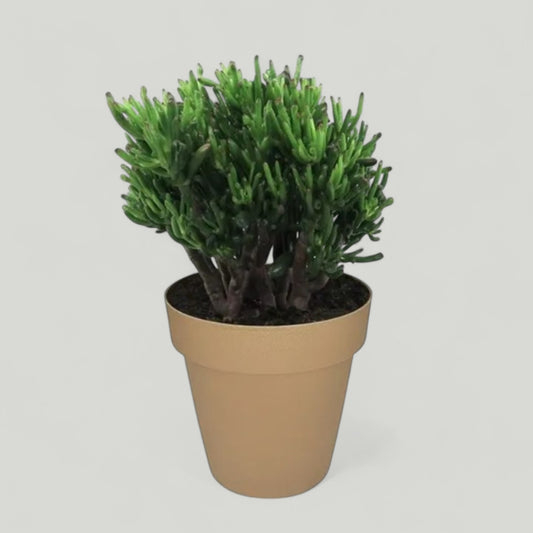 Køb Crassula Ovata Hobbit Ø12/20-25cm - Dekorative Sukulenter fra DECOPLANT