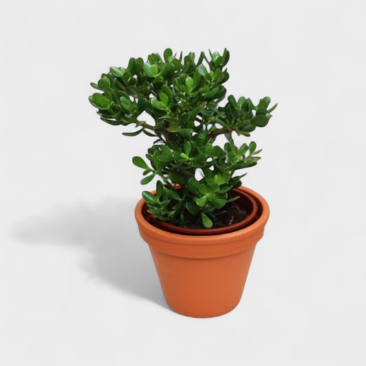 Crassula Ovata Paradistræ Ø12/20-25 cm