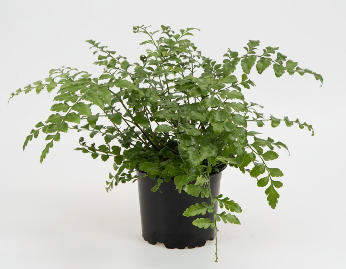 Asplenium dimorphum ‘Parvati’ i plastpotte – Ø11
