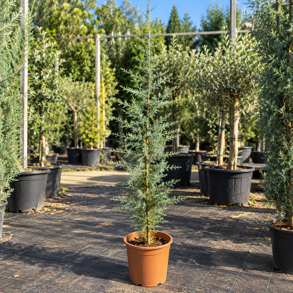 Atlasceder (Cedrus atlantica ‘Glauca’) – 7,5 liters potte