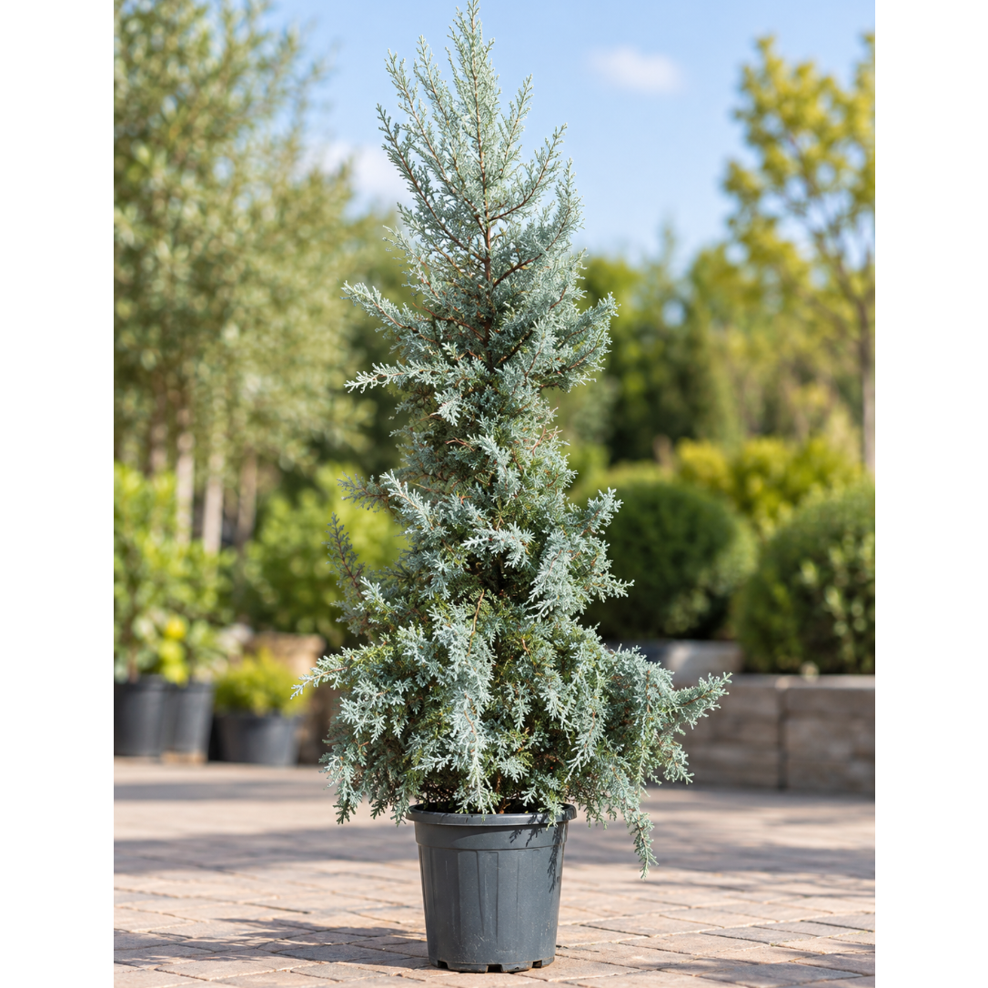 Stor Arizona-cypres (Cupressus arizonica) 200–225 cm