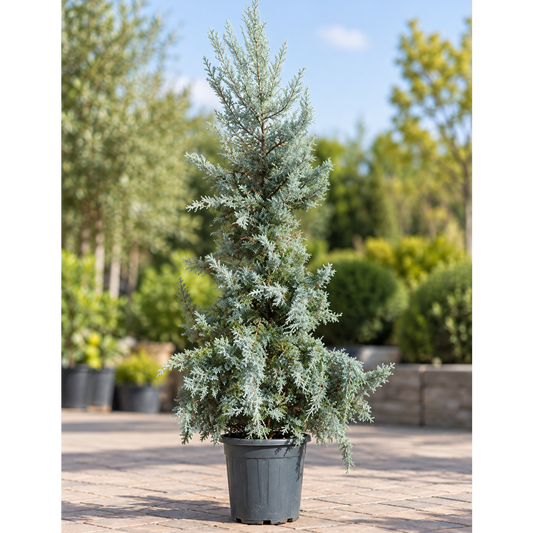 Stor Arizona-cypres (Cupressus arizonica) 200–225 cm