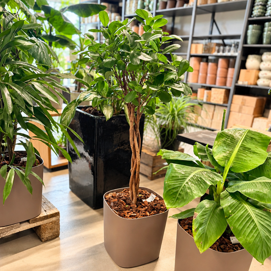 Ficus Moclame ca. 110 cm i selvvandingskrukke