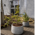 Indlæs billede i gallerivisning, Second Hand Japansk Løn – Acer palmatum 120 cm i Cementkrukke fra Århus
