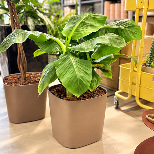 Bananpalme i selvvandingskrukke ca. 60 cm