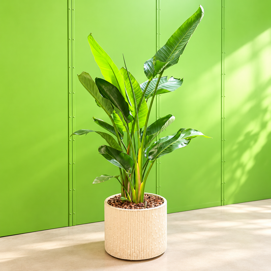 Second Hand Paradisfugl – Strelitzia nicolai ca. 180 cm i keramikkrukke | Genbrugsplante