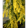 Indlæs billede i gallerivisning, Second Hand Mimosa – Acacia dealbata Sølv-Akazie 210 cm med Duftende Gule Blomster fra Århus
