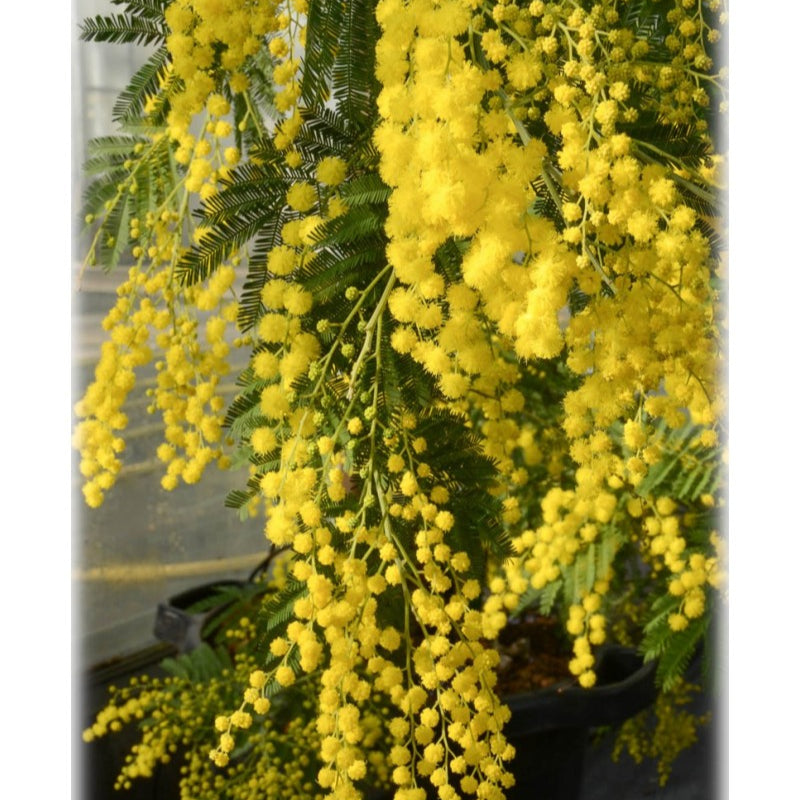 Second Hand Mimosa – Acacia dealbata Sølv-Akazie 210 cm med Duftende Gule Blomster fra Århus