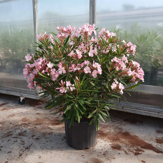 Nerie (Nerium oleander) – Stor, blomstrende middelhavsplante i Ø55 cm potte