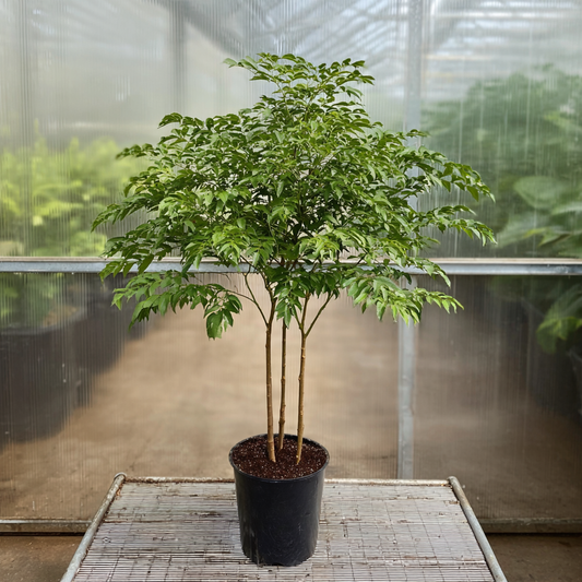 Småbladet og letvoksende stueplante (Ø26 cm potte, ca. 100–120 cm)