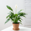 Indlæs billede i gallerivisning, Fredslilje (Spathiphyllum) – elegant grøn plante med hvide blomster
