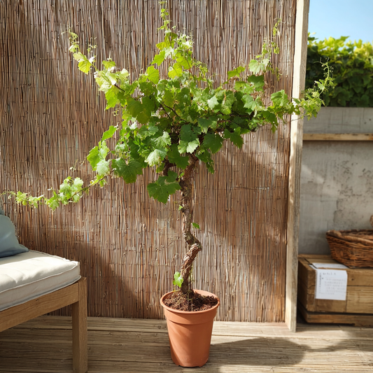 Gammel vinplante i sort plastkrukke – ca. 150 cm høj