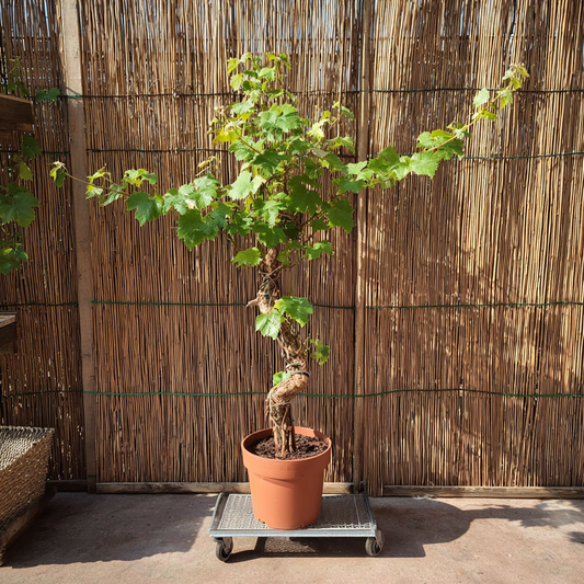Gammel vinplante i sort plastkrukke – ca. 150 cm høj