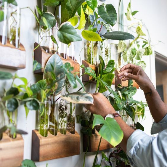 En person arrangerer grønne planter i glasrør på lodrette træstativer fra DECOPLANT, hvilket skaber en stilfuld dekorativ indendørs planteudstilling.