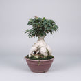 Indlæs billede i gallerivisning, Bonsai Figen – Elegant Stueplante med Autentisk Karakter
