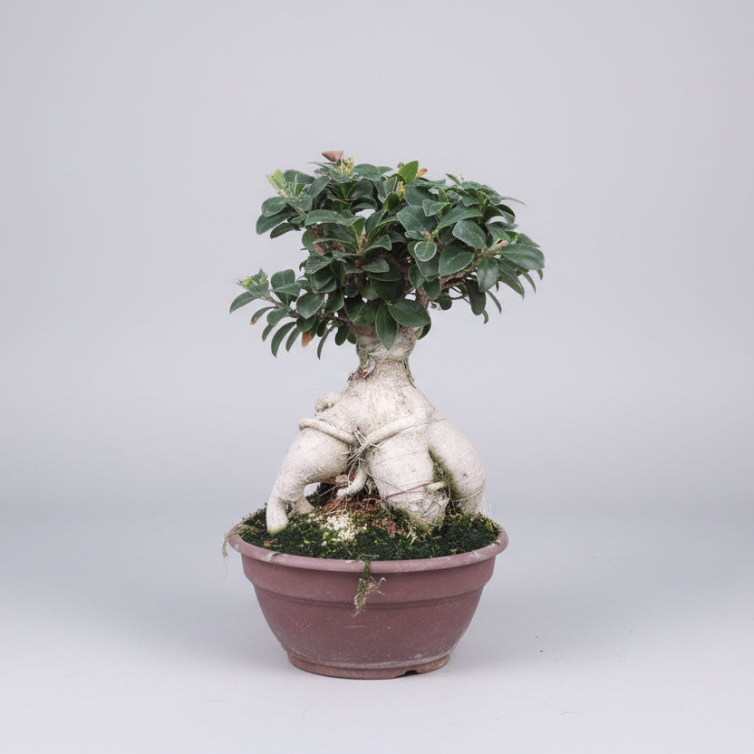Bonsai Figen – Elegant Stueplante med Autentisk Karakter